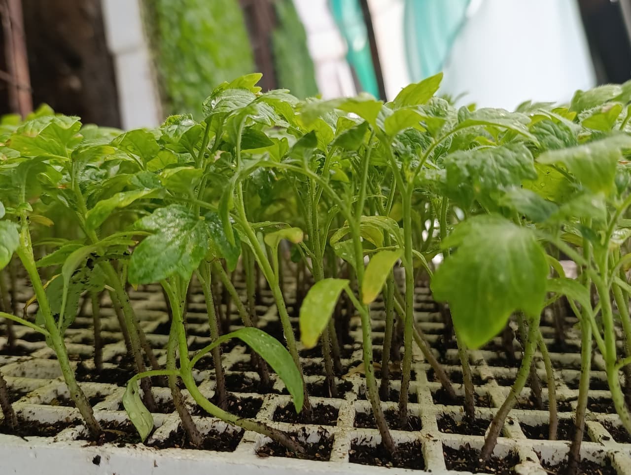 Tomato Seedling